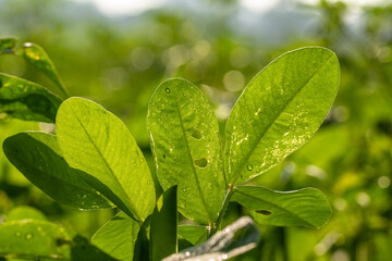 Peanut plant, thin green leaves, yellow flowers, on a sunny morning