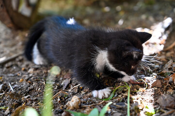 Charming little fluffy kitten plays in the yard of a village house 