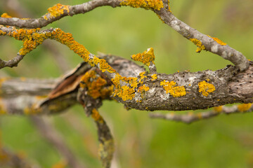 Photography with beautiful nature from Moldova in summer. Landscape in Europe.