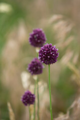 Photography with beautiful nature from Moldova in summer. Landscape in Europe.