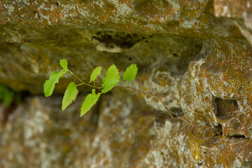 Photography with beautiful nature from Moldova in summer. Landscape in Europe.