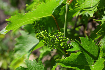 green leaves of vine. grape brush on the vine