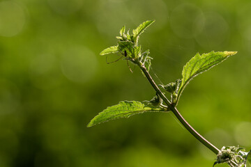 A weed called Perennial yellow-woundwort grows on farmland