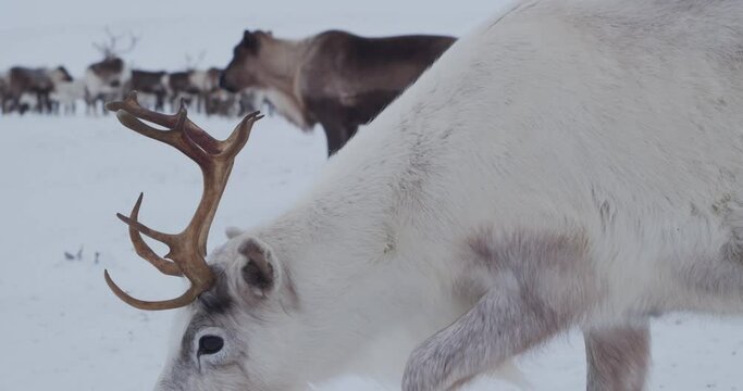 Reindeer in the tundra. The herd is sown in the winter tundra
