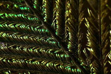 Extreme closeup of Indian peacock feather, India.
