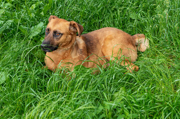 Red dog is resting in the green grass. Dog carefully looking into the distance.