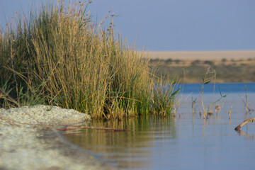 reeds on the bank of lake - Qarun Lake Fayoum Egypt 
