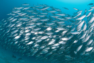 Fototapeta na wymiar School of silver fish swim in tight formation in blue tropical water