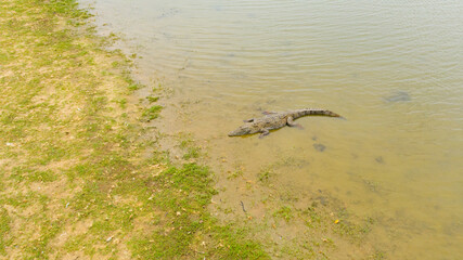 Crocodiles in a lake in Sri Lanka. Panama Wewa, Arugam bay.