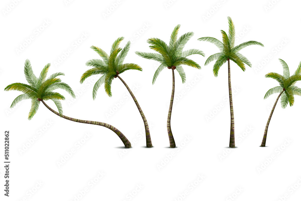 Canvas Prints Coconut Palm Set