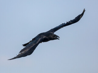 Black raven in flight against the sky