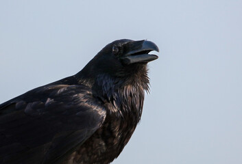 Portrait of a black crow against a sky
