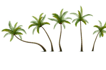 Coconut Palm Set © Macrovector
