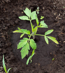 Young tomato seedling in the ground.