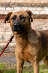 Red dog walking down the street on a leash. Interaction of humans and animals.