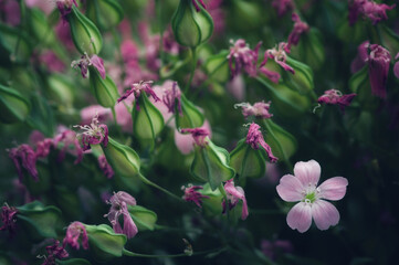 Close up image of dry flowers. Minimalist flower background.