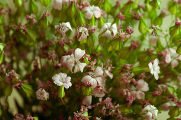Fototapeta premium Close up image of dry flowers. Minimalist flower background.
