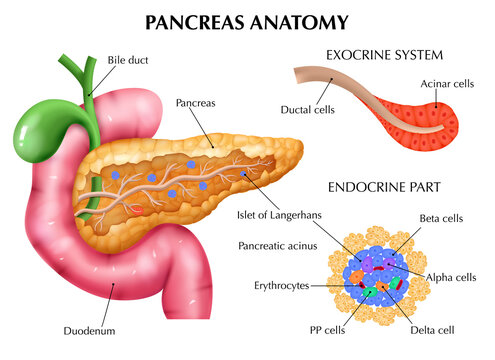 Anatomy Of Pancreas Infographics