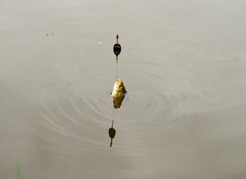 Roach fish being caught and pulled out of the water. Catching fish, fishing.