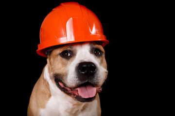 dog breed pit bull terrier in a construction helmet isolated on a black