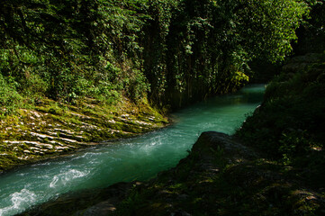 Obraz premium river in the forest