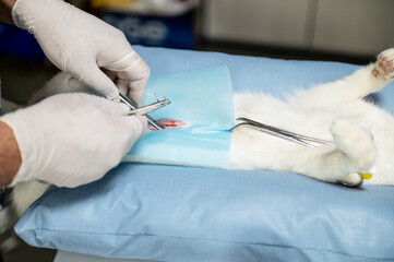 Cat being operated on in a veterinary clinic. White cat being sterilized by a vet.