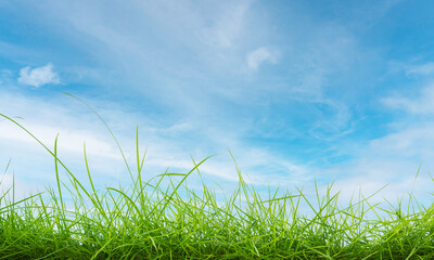 green grass and sky background.