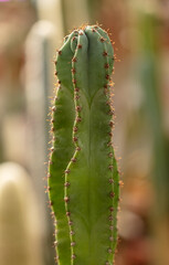 Cactus plant in the arboretum.