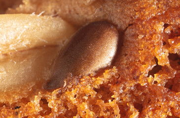 Sesame seeds on a ruddy cupcake.