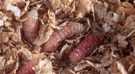 Red maggot worms in sawdust.