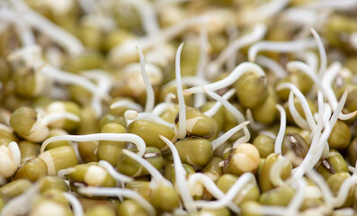 Sprouted mung beans as background.