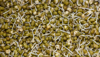 Sprouted mung beans as background.