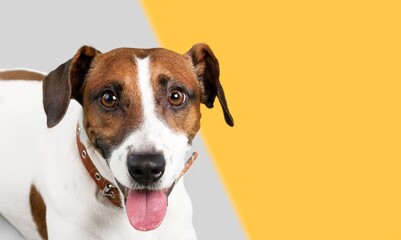 studio shot of a cute dog posing on a background