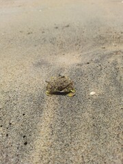 A small crab