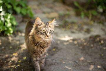 domestic cat walks around the yard
