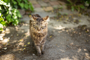 Naklejka na ściany i meble domestic cat walks around the yard 