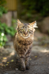 domestic cat walks around the yard
