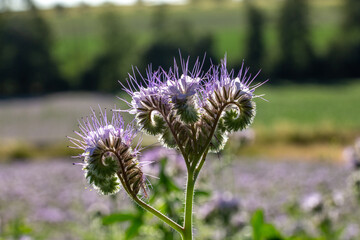 Phac&eacute;lie &agrave; feuille de tanaisie, dans son champs, en fin d'une belle journ&eacute;e ensoleill&eacute;