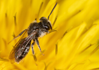 Bee on yellow dandelion flower in spring.