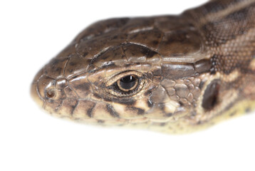 Lizard portrait isolated on white background.