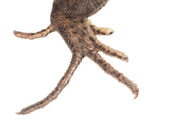 Lizard paw isolated on white background.
