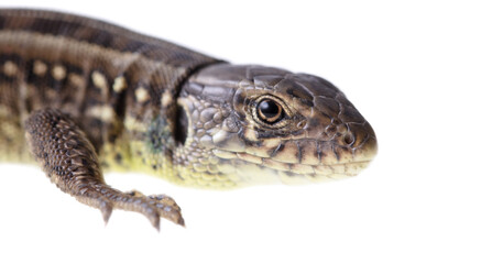 Lizard portrait isolated on white background.