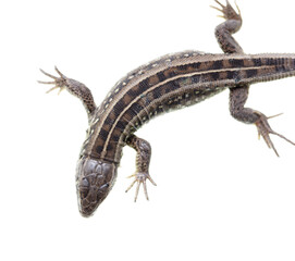 Naklejka premium Lizard portrait isolated on white background.