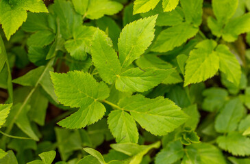 Green leaves in nature as a background.