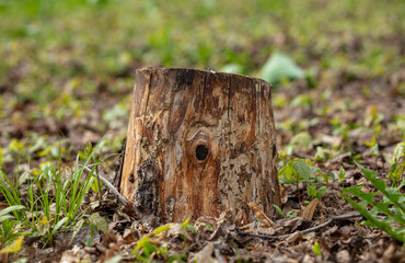 Stump in the park in spring.