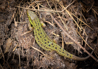 Green lizard on the ground in spring.