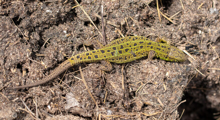Green lizard on the ground in spring.