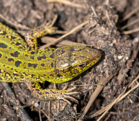 Green lizard on the ground in spring.