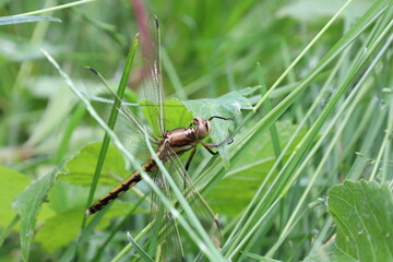 Dragonfly in green grass, summer day