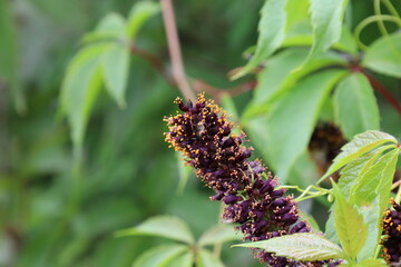 Amorpha fruticosa in the summer forest, summer flowers 